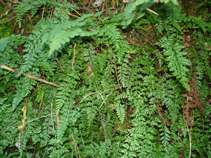 Image of Asplenium altajense specimen.