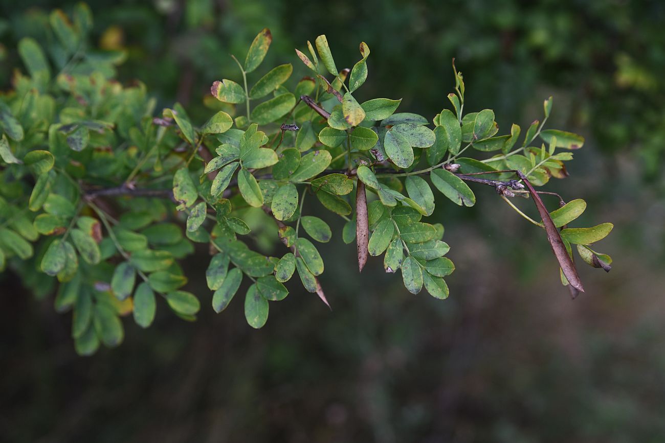 Image of Caragana arborescens specimen.
