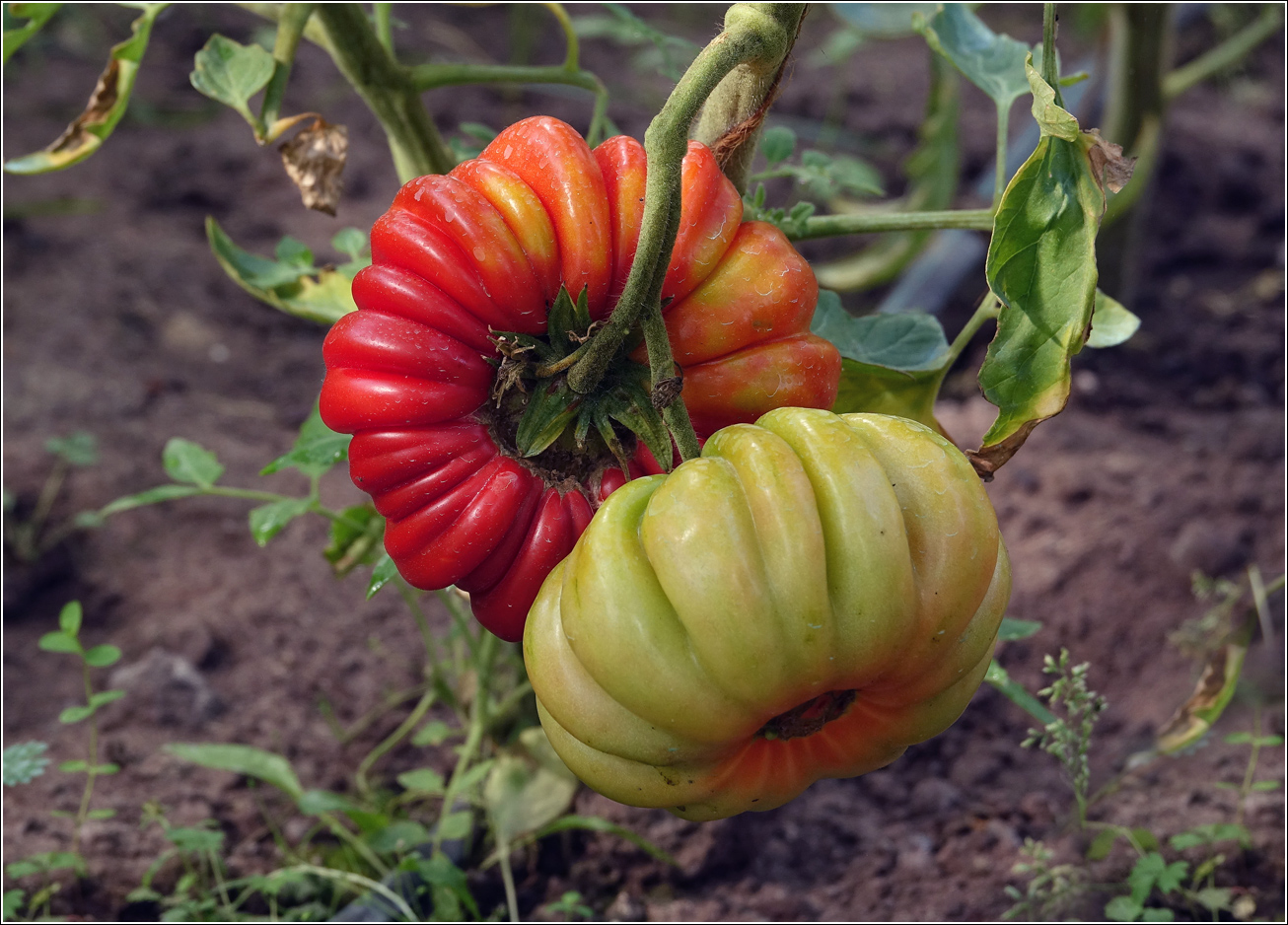 Изображение особи Lycopersicon esculentum.