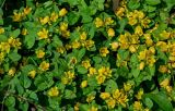 Lysimachia kwangtungensis. Верхушки побегов с соцветиями. Китай, провинция Хунань, национальный парк \"Чжанцзяцзе\", опушка смешанного леса, у дороги. 06.06.2024.