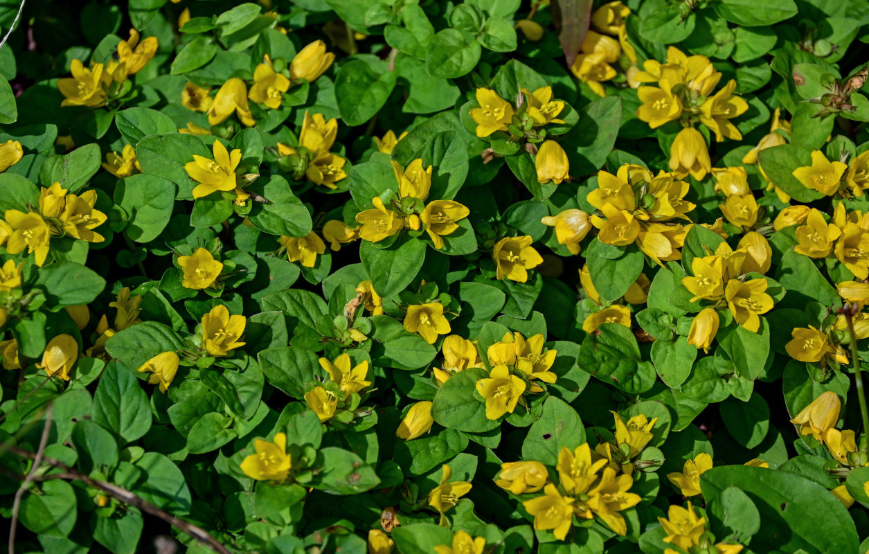 Image of Lysimachia kwangtungensis specimen.
