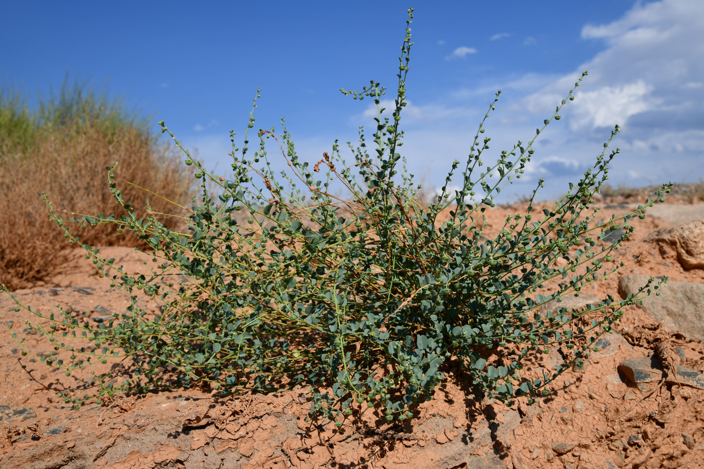 Image of Andrachne rotundifolia specimen.