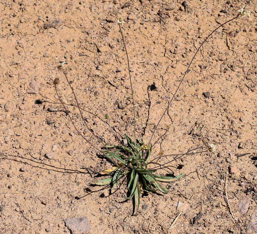 Изображение особи Plantago lanceolata.