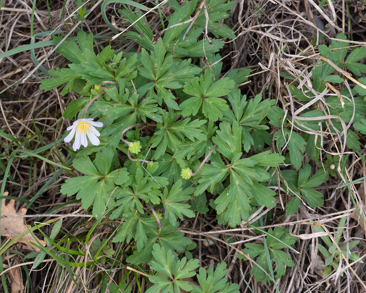 Изображение особи Anemone banketovii.
