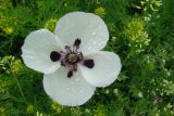 Papaver albiflorum. Цветок. Украина, Херсонская обл., Генический р-н, о-в Куюк-Тук в Сиваше, залежь. 12.05.2007.