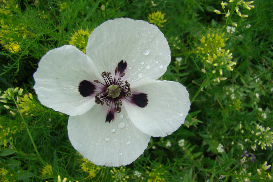 Изображение особи Papaver albiflorum.