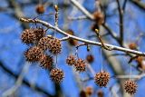 Liquidambar styraciflua