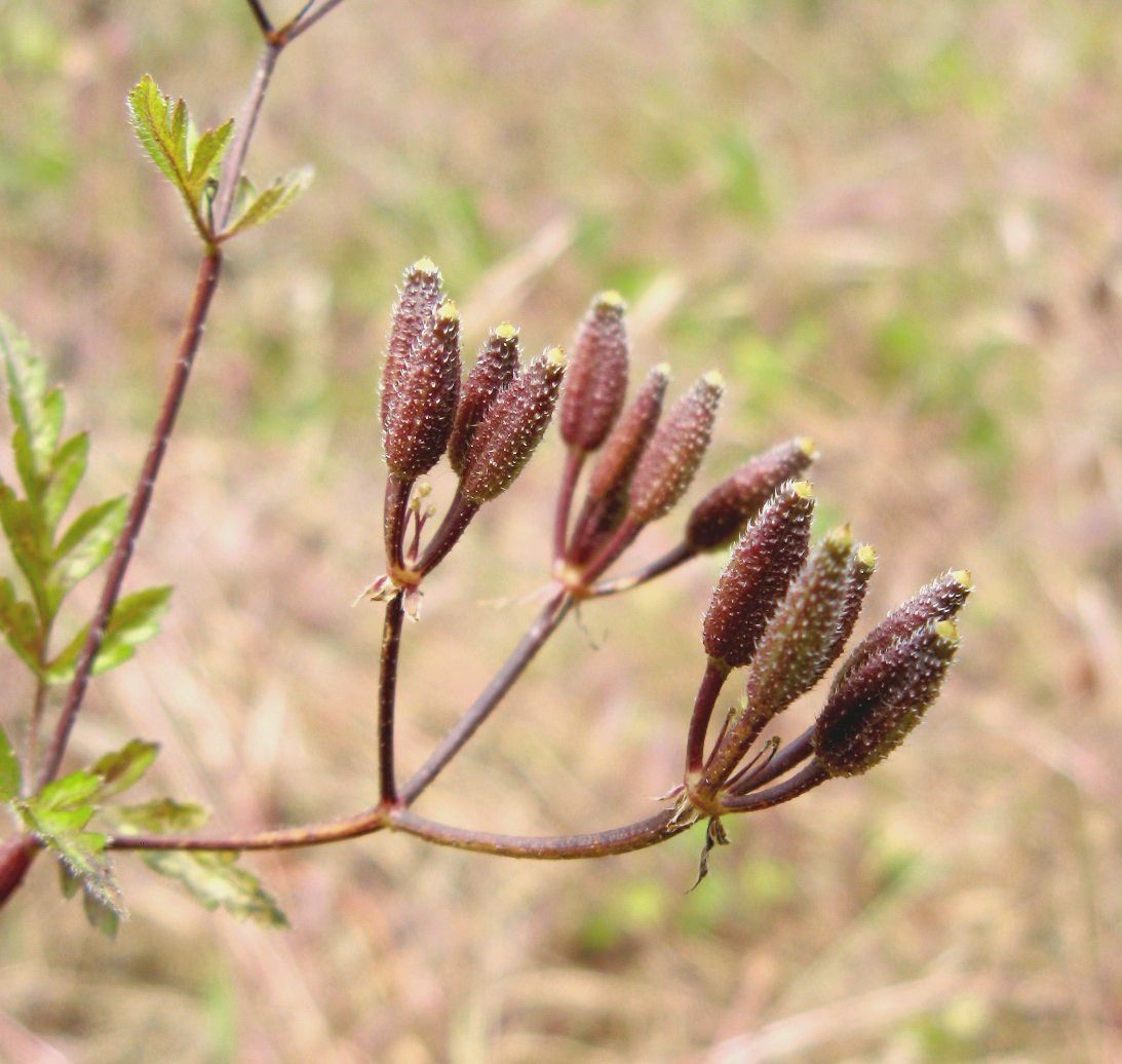 Изображение особи Physocaulis nodosus.