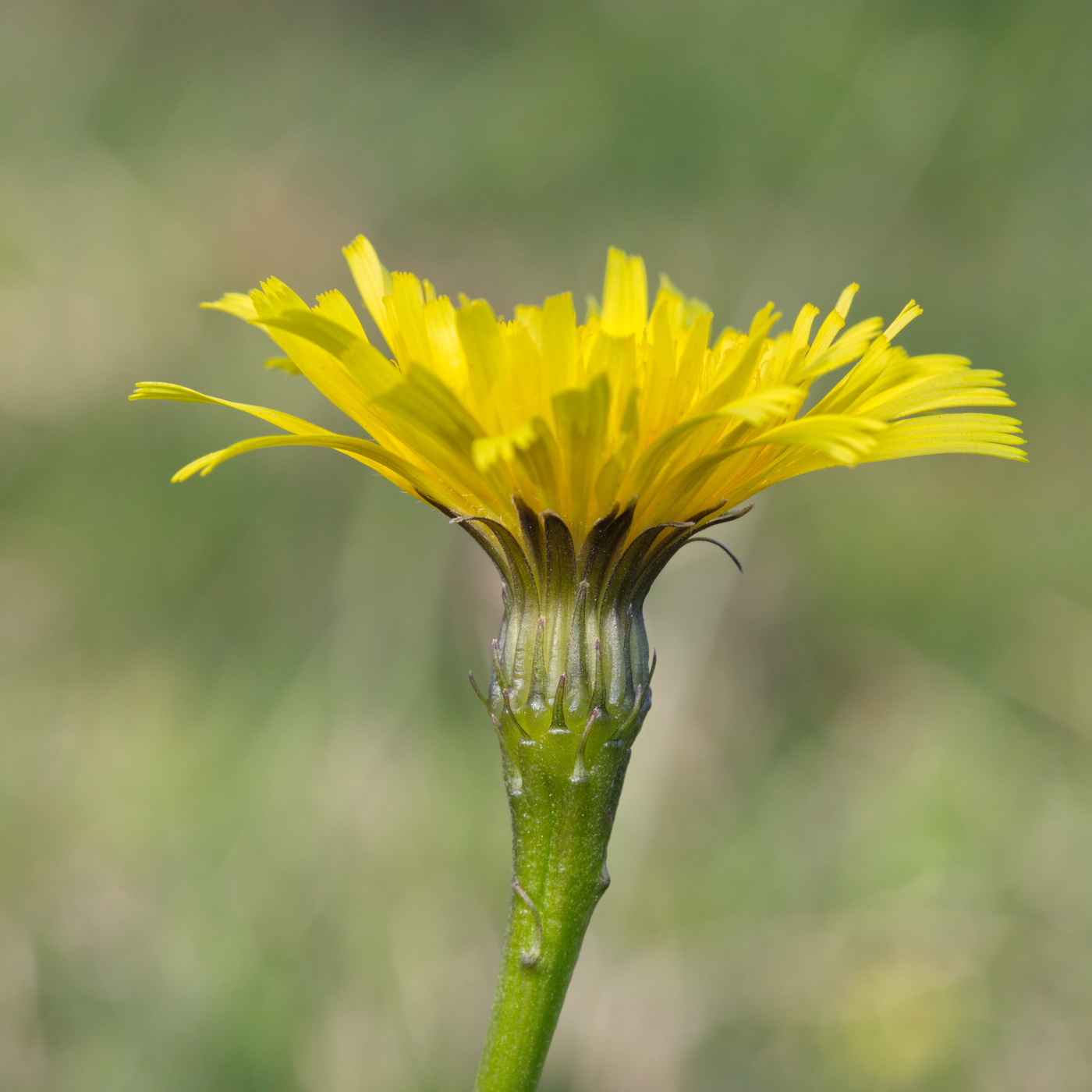 Image of familia Asteraceae specimen.