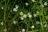 Stellaria graminea
