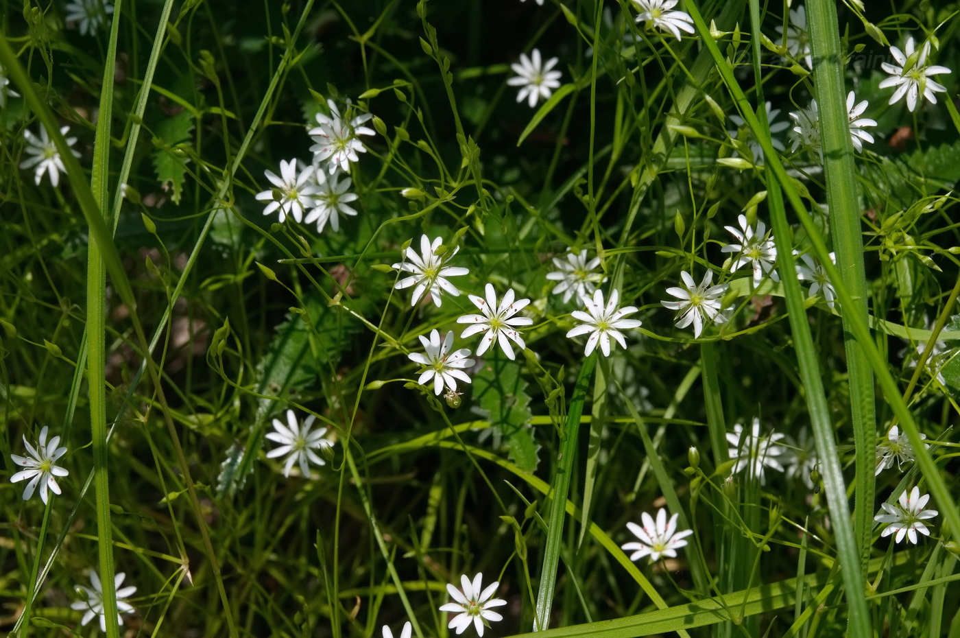 Изображение особи Stellaria graminea.