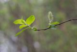 род Salix