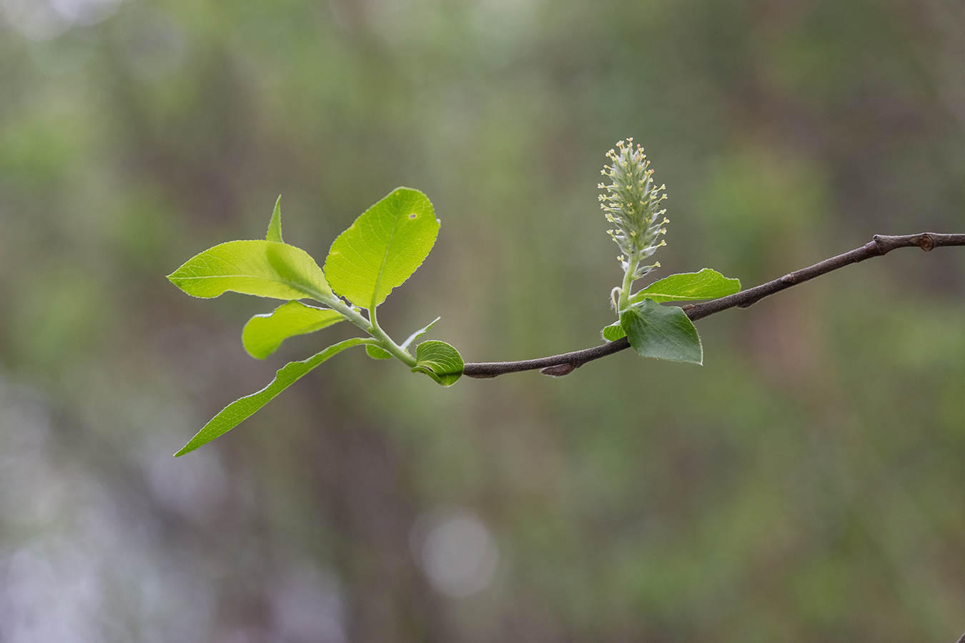 Image of genus Salix specimen.