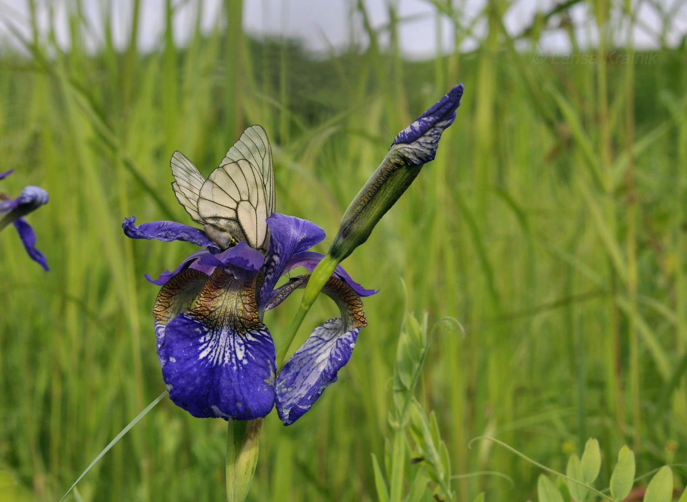 Изображение особи Iris sanguinea.