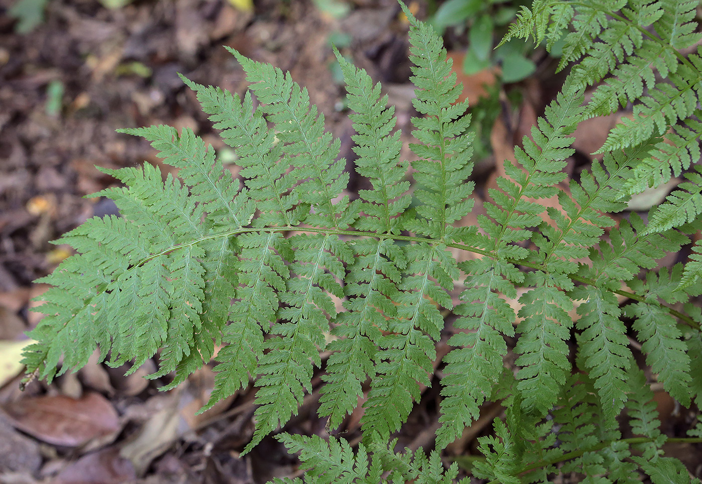 Изображение особи Athyrium filix-femina.