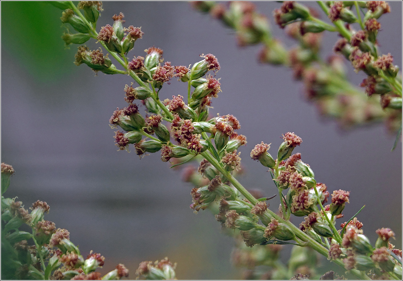 Image of Artemisia vulgaris specimen.