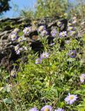 Callistephus chinensis