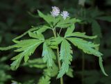 Anemone reflexa. Верхушка цветущего растения. Пермский край, г. Пермь, Свердловский р-н, м-н Липовая Гора, хвойный лес. 25.05.2025.