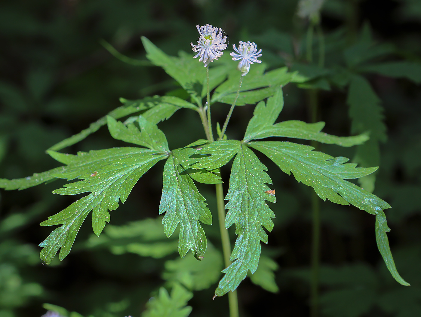 Изображение особи Anemone reflexa.