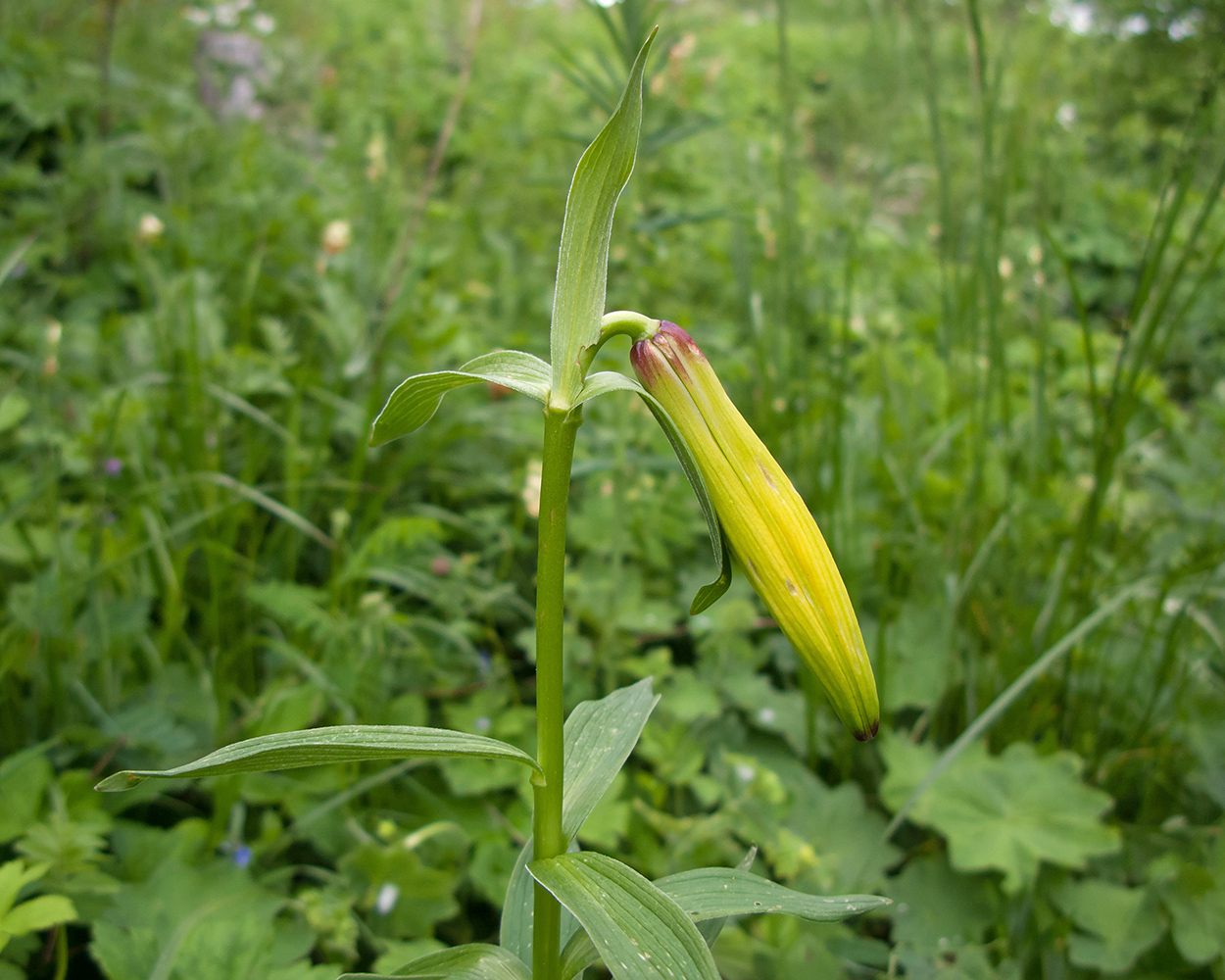 Изображение особи Lilium monadelphum.