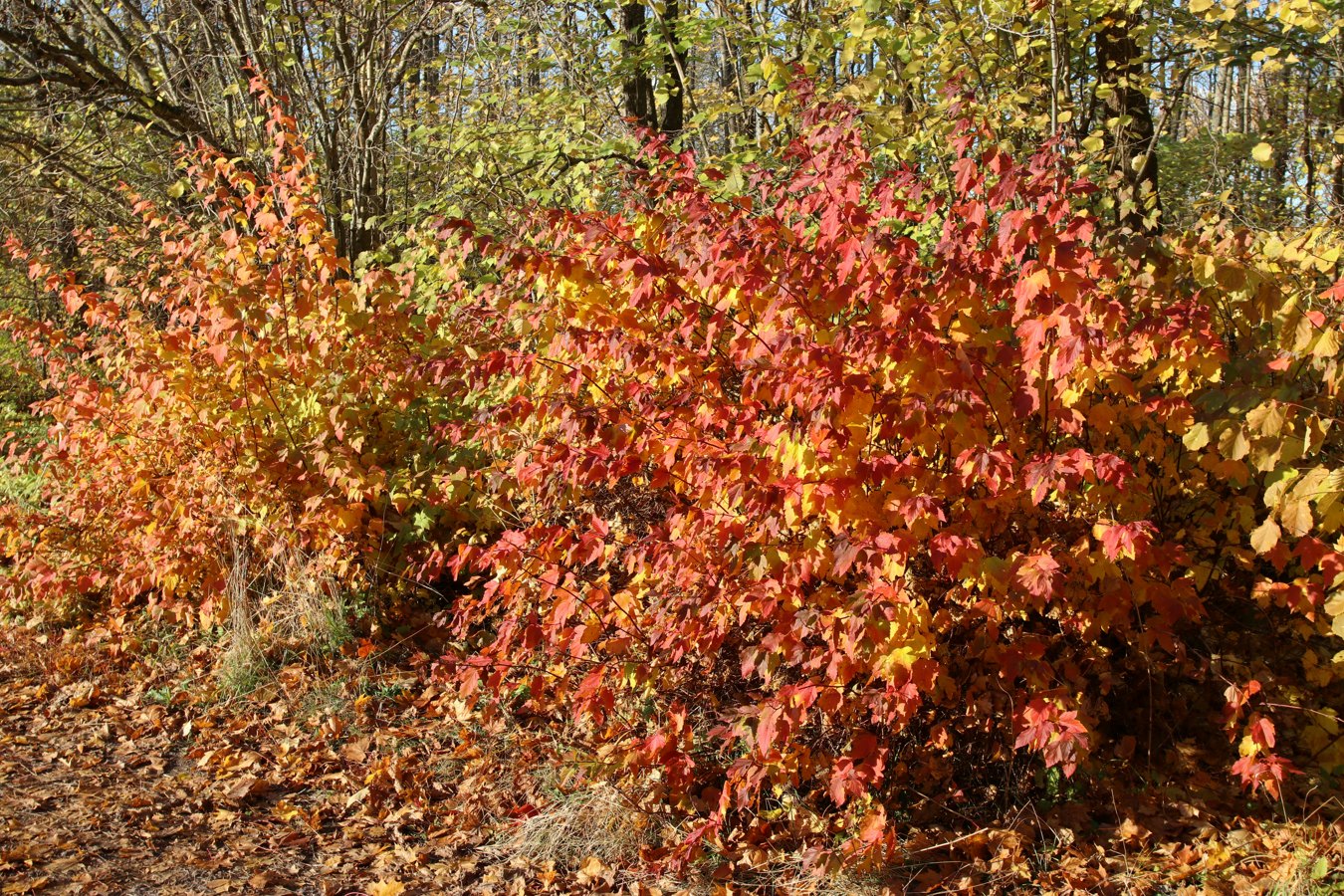 Image of Physocarpus opulifolius specimen.