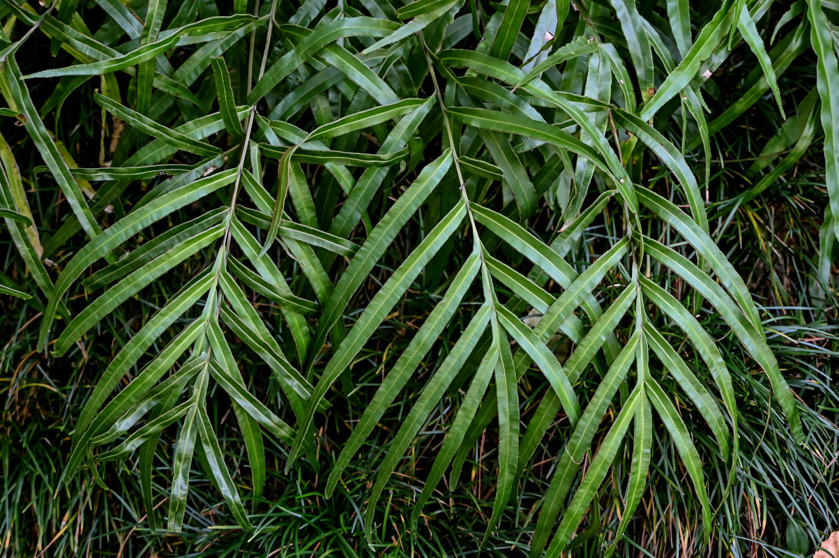 Image of Pteris multifida specimen.