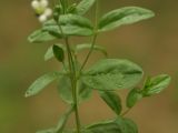 Moehringia lateriflora. Часть стебля с листьями. Башкирия, лесистый склон горы Куштау. 14.05.2008.