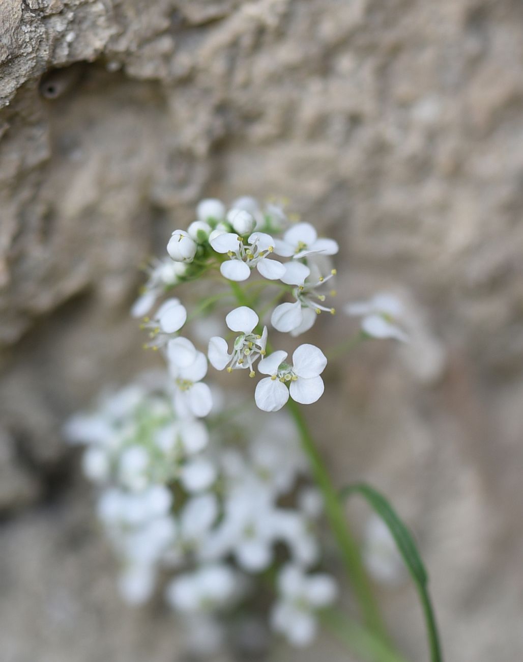 Изображение особи Неопознанный вид.