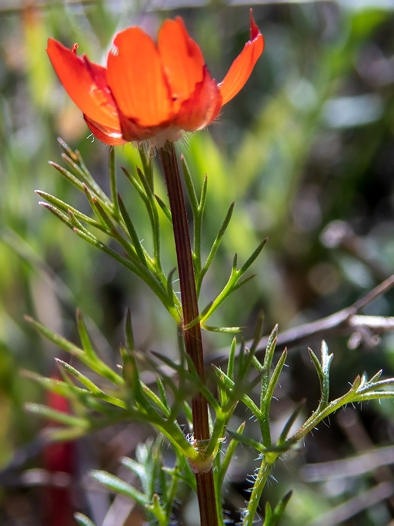 Image of Adonis flammea specimen.