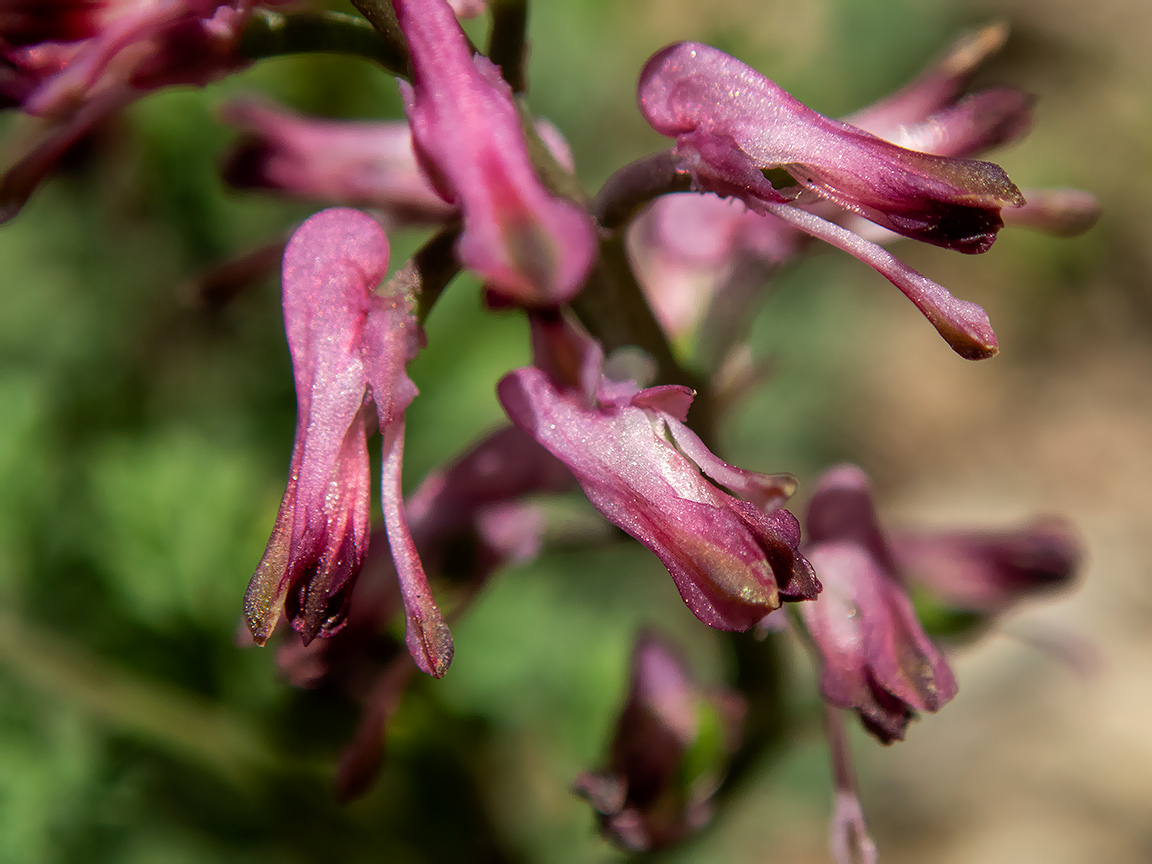 Image of genus Fumaria specimen.