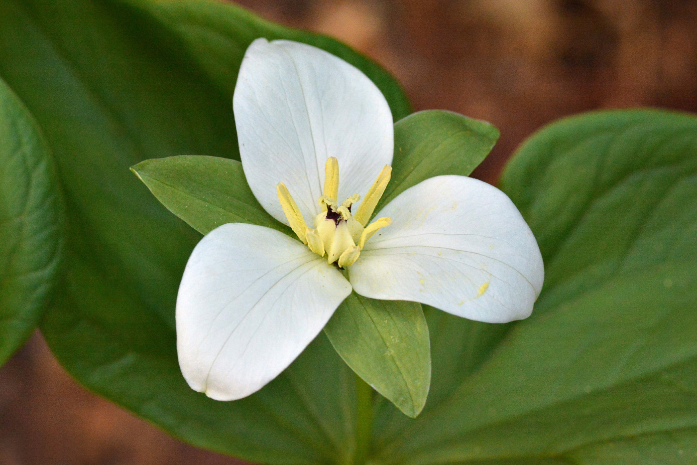 Image of Trillium camschatcense specimen.