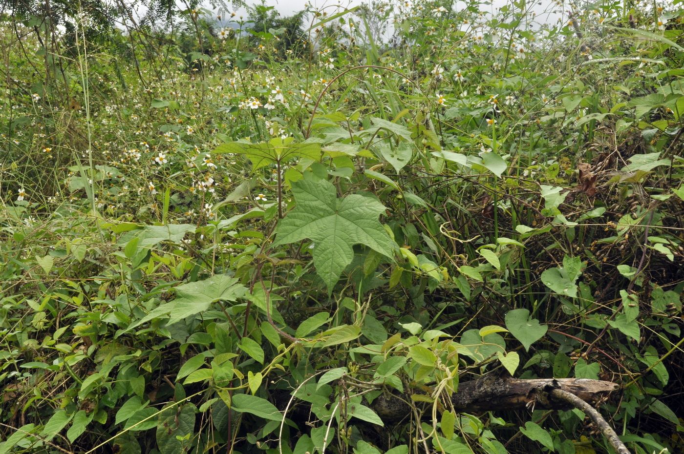 Изображение особи Distimake vitifolius.