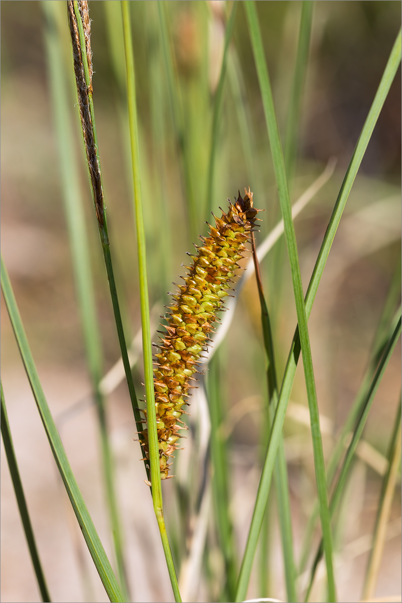 Image of Carex rostrata specimen.