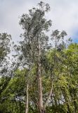 Eucalyptus globulus. Верхняя часть ствола и крона взрослого дерева. Португалия, округ Лиссабон, национальный парк \"Мафра\", опушка смешанного леса. 23.08.2025.