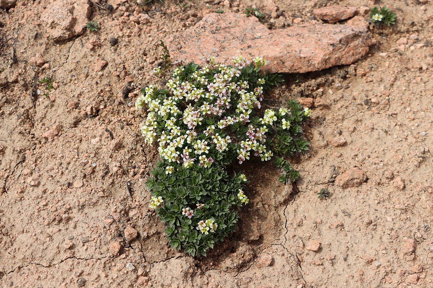 Изображение особи Parrya saxifraga.