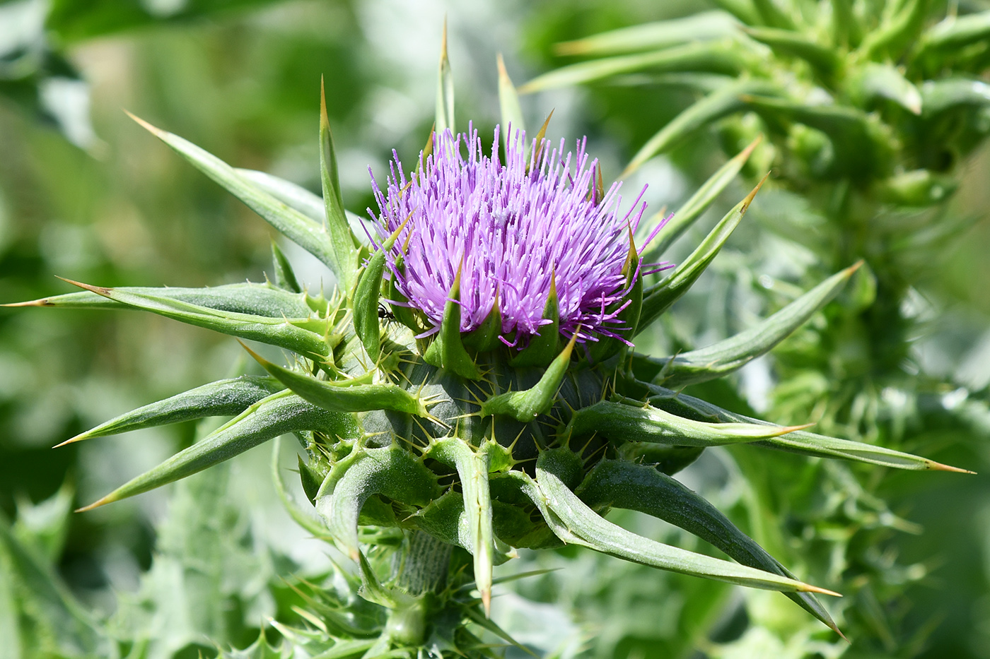 Изображение особи Silybum marianum.