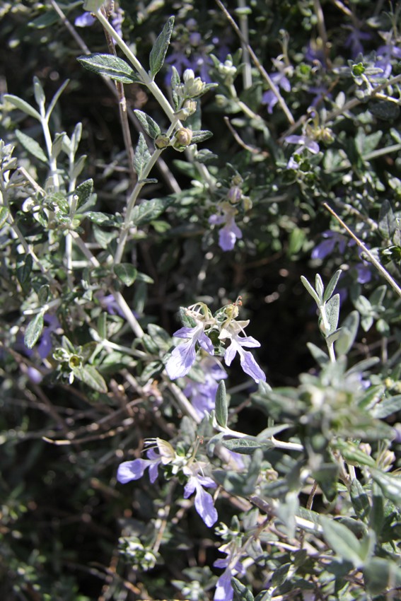 Изображение особи Teucrium fruticans.