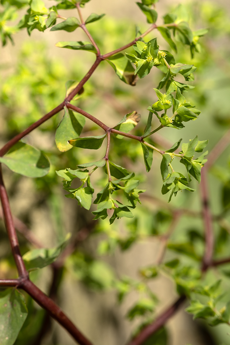 Изображение особи Euphorbia peplus.
