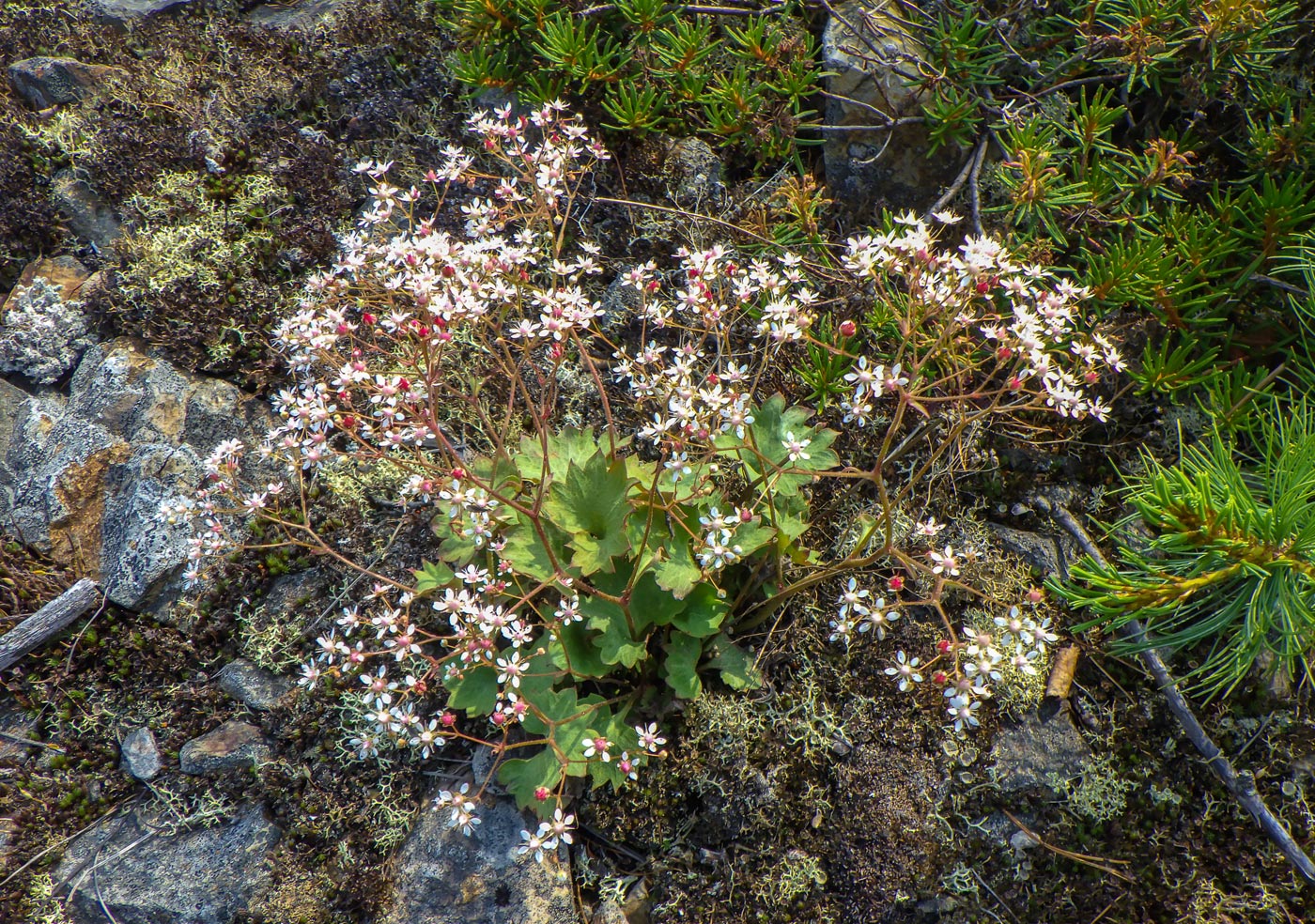 Изображение особи Micranthes astilbeoides.