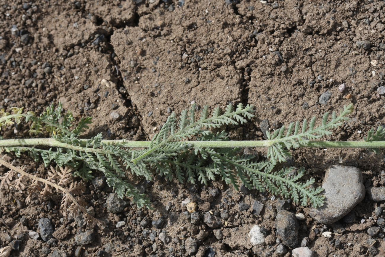 Image of Tanacetum aureum specimen.