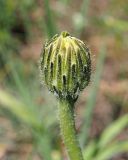 Trommsdorffia maculata. Раскрывающееся соцветие-корзинка. Ульяновская обл., Мелекесский р-н, окр. с. Лебяжье, сосновый бор на дюнах, вырубка под ЛЭП. 09.06.2024.