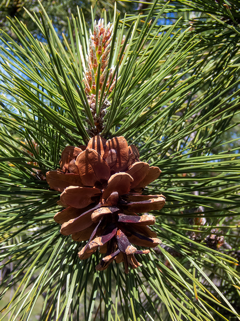 Изображение особи Pinus pallasiana.