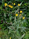 Sonchus arvensis