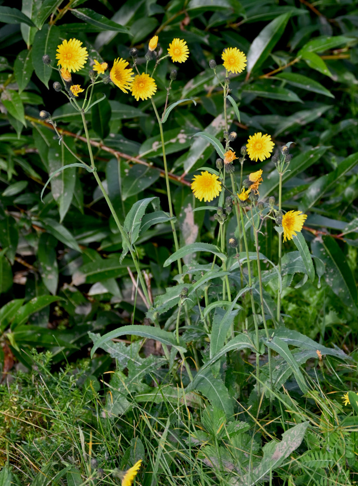 Image of Sonchus arvensis specimen.