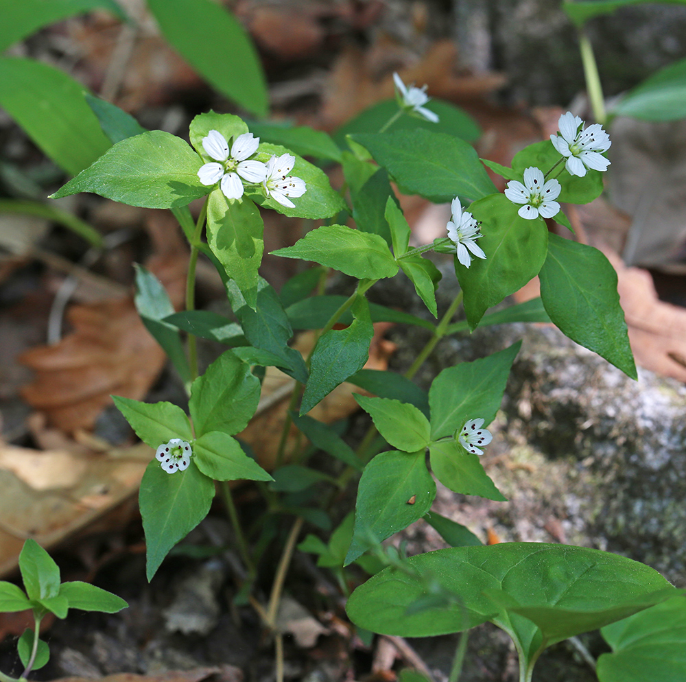 Image of Pseudostellaria heterophylla specimen.