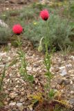 Papaver hybridum. Цветущие растения. Крым, Балаклава, приморский склон. 1 мая 2011 г.