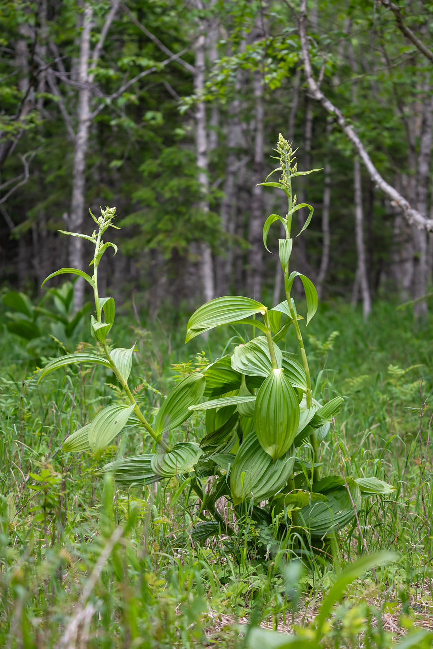 Image of genus Veratrum specimen.