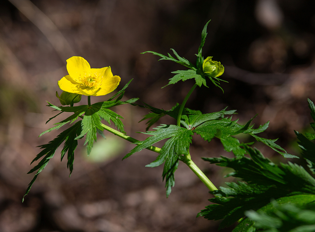 Image of Trollius riederianus specimen.