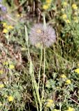 Tragopogon turkestanicus