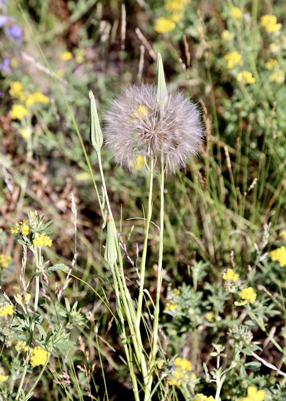 Image of Tragopogon turkestanicus specimen.